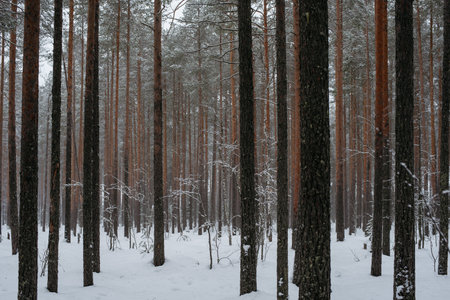 Wintery snow-covered forest, with huge snow caps on firs and pinesの写真素材