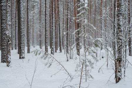 Wintery snow-covered forest, with huge snow caps on firs and pinesの写真素材