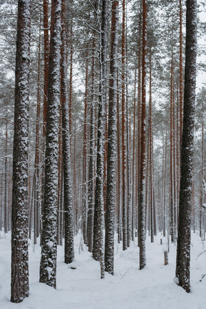 Wintery snow-covered forest, with huge snow caps on firs and pinesの写真素材