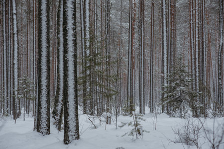 Wintery snow-covered forest, with huge snow caps on firs and pinesの写真素材