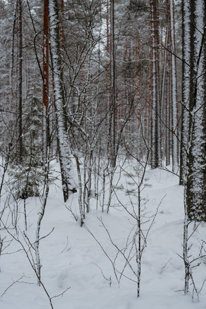 Wintery snow-covered forest, with huge snow caps on firs and pinesの写真素材
