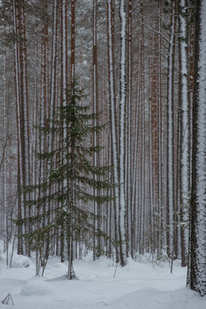 Wintery snow-covered forest, with huge snow caps on firs and pinesの写真素材