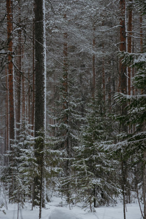 Wintery snow-covered forest, with huge snow caps on firs and pinesの写真素材