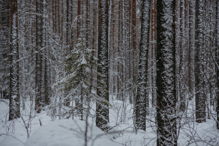 Wintery snow-covered forest, with huge snow caps on firs and pinesの写真素材