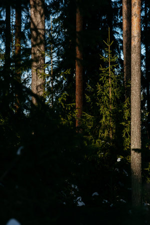 Landscape. Sunlight in the forest in early spring