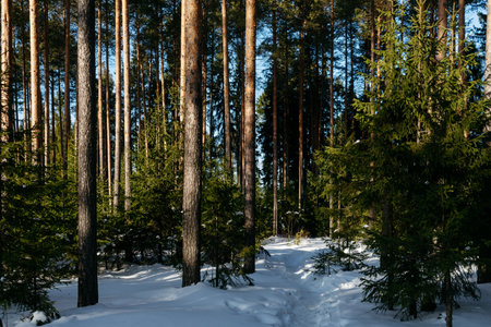 Landscape. Sunlight in the forest in early springの写真素材