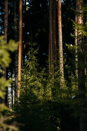 Landscape. Sunlight in the forest in early springの写真素材