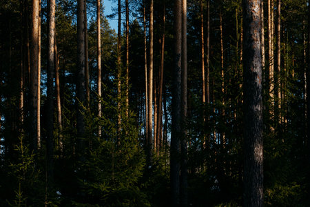 Landscape. Sunlight in the forest in early springの写真素材