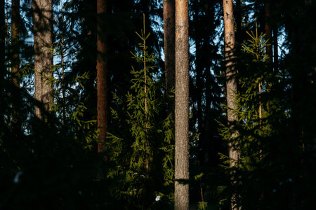 Landscape. Sunlight in the forest in early spring