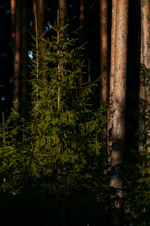 Landscape. Sunlight in the forest in early springの写真素材