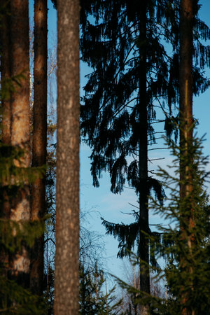 Landscape. Sunlight in the forest in early spring