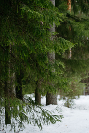 spring forest. Landscapes of taiga trees by the lake.の写真素材