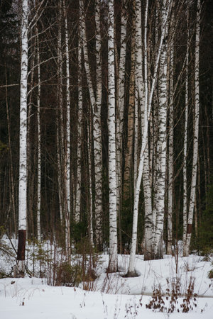 spring forest. Landscapes of taiga trees by the lake.の写真素材