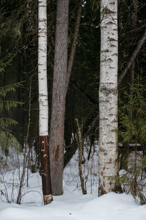 spring forest. Landscapes of taiga trees.の写真素材