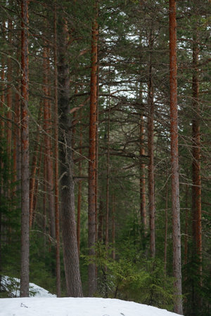 spring forest. Landscapes of taiga trees by the lake.の写真素材
