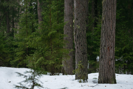 spring forest. Landscapes of taiga trees by the lake.の写真素材
