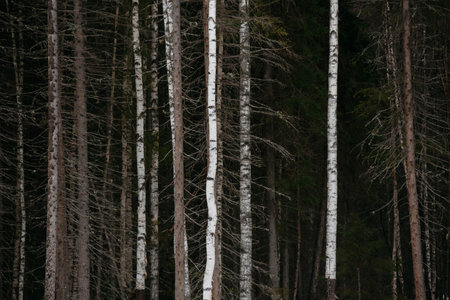 spring forest. Landscapes of taiga trees by the lake.の写真素材