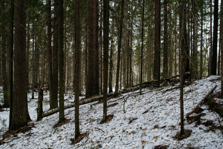 Forest. Landscapes of trees by the lake.の写真素材