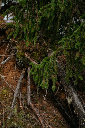 Landscapes of taiga trees by the lake.の写真素材