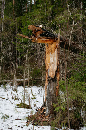 Forest. Landscapes of trees by the lake. Trees broken by a strong gust of wind.の写真素材