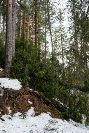 Forest. Landscapes of trees by the lake. Trees broken by a strong gust of wind.の写真素材