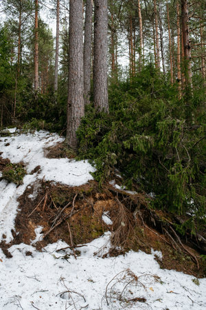Landscapes of taiga trees by the lake.の写真素材