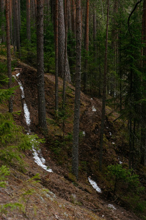 Spring forest. Landscapes of taiga trees by the lake.の写真素材