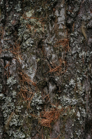 Bark of an old pine tree in close-up with moss and lichenの写真素材