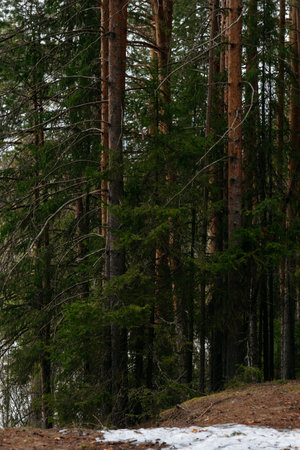 Spring forest. Landscapes of taiga trees by the lake.の写真素材