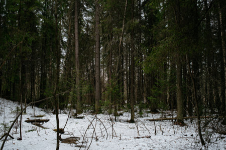 Spring forest. Landscapes of taiga trees by the lake.の写真素材