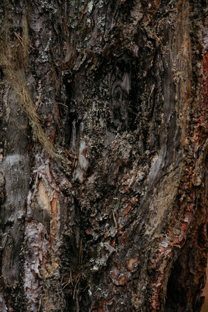 Bark of an old pine tree in close-up with moss and lichenの写真素材