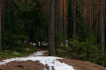 Spring forest. Landscapes of trees by the lake.の写真素材