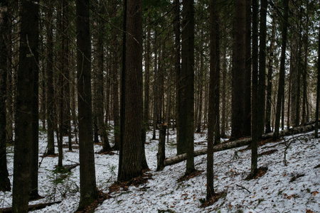 Spring forest. Landscapes of taiga trees by the lake.の写真素材