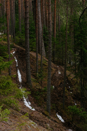 Spring forest. Landscapes of taiga trees by the lake.の写真素材