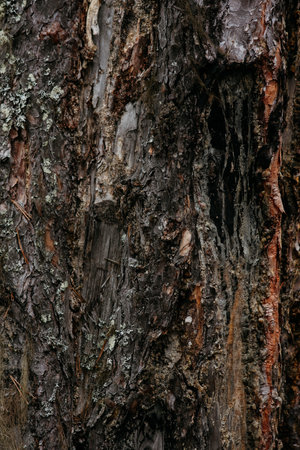 Bark of an old pine tree in close-up with moss and lichenの写真素材