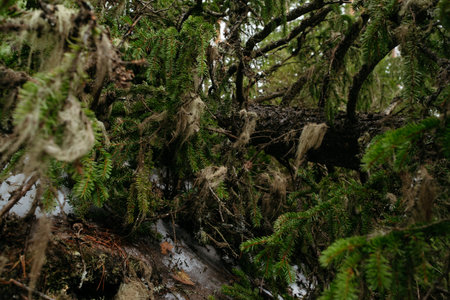 Moss and lichen in close-up on the branches of a fallen spruce.の写真素材
