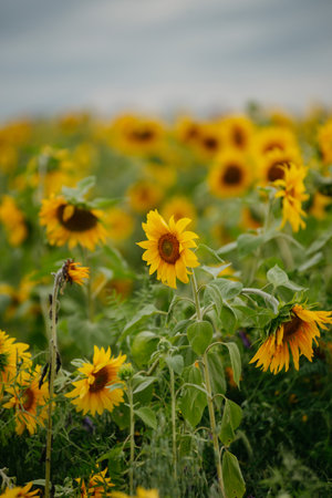 A field of sunflowers in the light of sunset