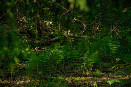 Vegetation in a dark taiga forest, with bright sunlight and deep shadows on a sunny day