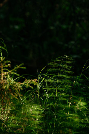 Vegetation in a dark taiga forest, with sunlight and shadowsの写真素材