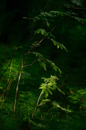 Vegetation in a dark taiga forest, with sunlight and shadows on a sunny day