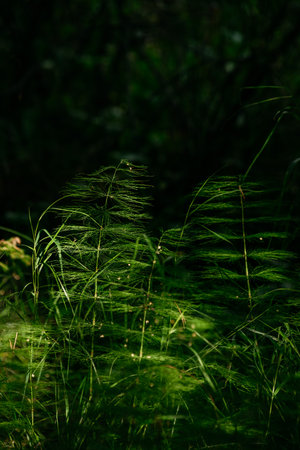 Vegetation in a dark taiga forest, with bright sunlight and deep shadows on a sunny dayの写真素材