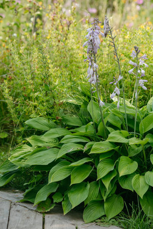Flowers of the hosta ventricosa close-up on the flower bed at the cottageの写真素材
