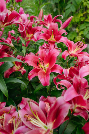Lily flowers in close-up on a flower bed at the cottageの写真素材
