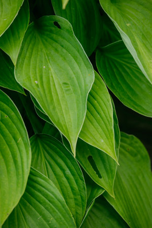 Close-up of hosta ventricosa leaves