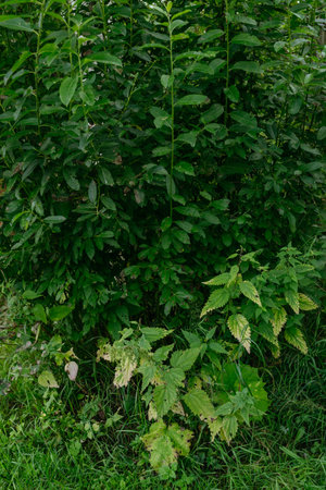 Close-up of trees and plants