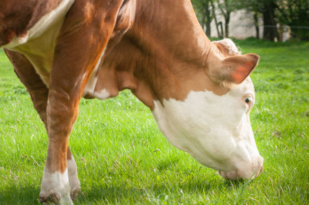 Cow eating green grass on pasture closeupの写真素材