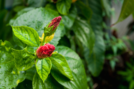 Red Hibiscus or Chabaの写真素材