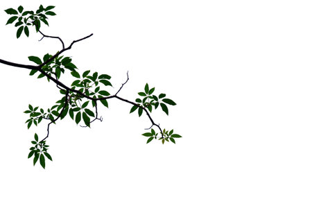 Tropical tree foliage