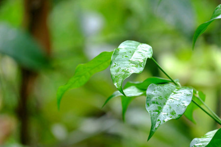 White wild grass blossom in the forest with green nature backgroundの素材