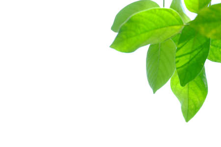 Tropical tree with soft green foliage backdrop